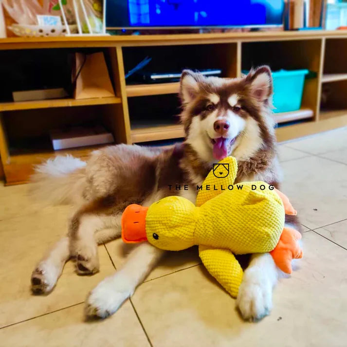 Calming Duck Dog Toy – Quacks, Chewable & Boredom-Relief
