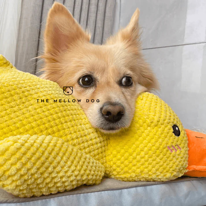 Calming Duck Dog Toy – Quacks, Chewable & Boredom-Relief