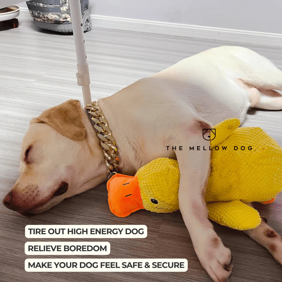 Calming Duck Dog Toy – Quacks, Chewable & Boredom-Relief